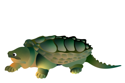 Alligator-schildpad